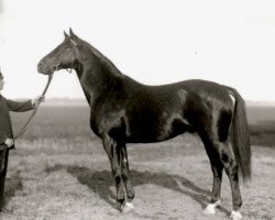 Deckhengst Termit (Trakehner, 1933, von Hyperion)