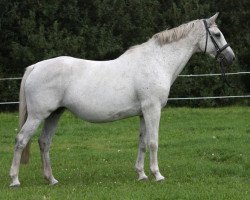 Zuchtstute Wica F. Damgaard (Dänisches Warmblut, 1995, von Carano)