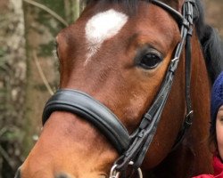 dressage horse Crocket The Rocket (Oldenburg, 2013, from San Amour I)