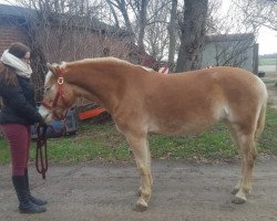 horse Barola (Haflinger, 2015, from Barolo)