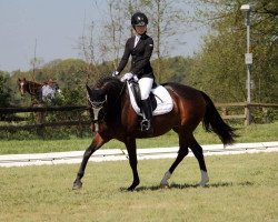 dressage horse Sweet Ally (German Riding Pony, 2010, from Asoka)