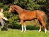 dressage horse Farbentanz (Hanoverian, 2009, from Fidertanz)