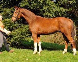 dressage horse Farbentanz (Hanoverian, 2009, from Fidertanz)