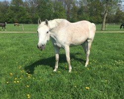 horse Lancer 71 (Saxony-Anhaltiner, 1994, from Lancetto 93)