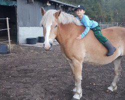 horse Sandos (Haflinger, 1998, from Starost (3,125% ox))