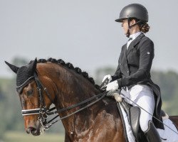 dressage horse Serafino 23 (Oldenburg, 2009, from Serano Gold)