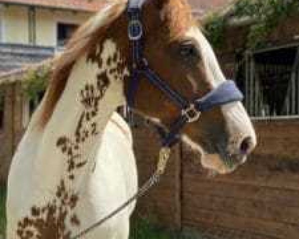 broodmare Söl'rings Nahimana (Pinto / Small Riding Horse, 2010, from Camaro)