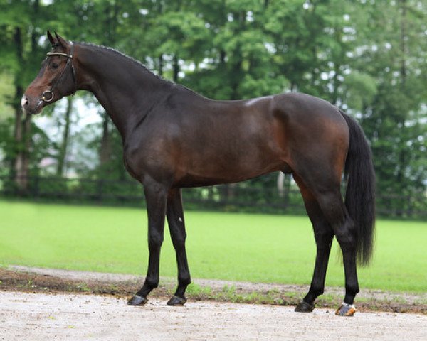 stallion Farfan M (Royal Warmblood Studbook of the Netherlands (KWPN), 2010, from Cantos)
