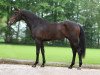 stallion Farfan M (KWPN (Royal Dutch Sporthorse), 2010, from Cantos)