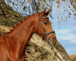 dressage horse Darinelli (German Warmblood, 2006, from Don Aparte)