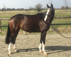 broodmare Candy 815 (Holsteiner, 2014, from Casall Ask)