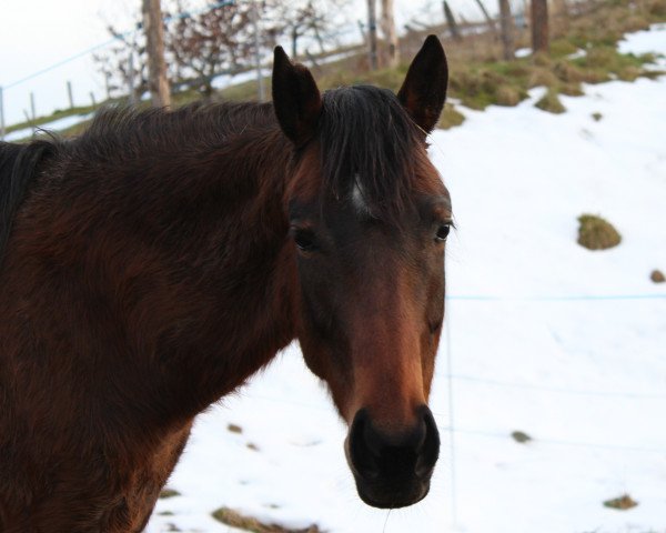 horse Zahra (Thoroughbred, 2016, from Liquido xx)