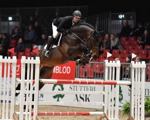 stallion Ibolensky (Dutch Warmblood, 2013, from Cornet Obolensky)