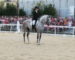 stallion Canastero JG (Pura Raza Espanola (PRE), 2008, from Avalon VII)