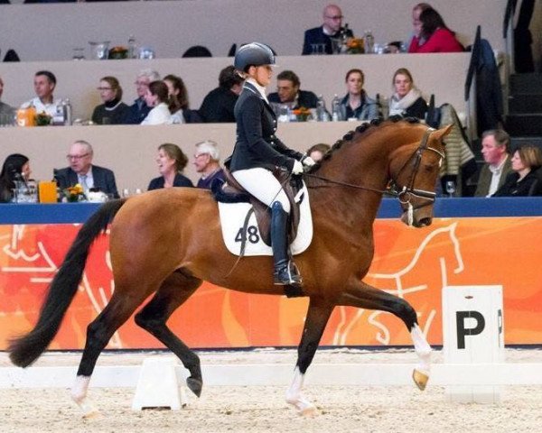 stallion Just for You (Dutch Warmblood, 2014, from Uthopia)