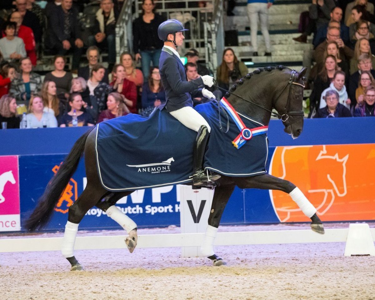 Deckhengst Imposantos (KWPN (Niederländisches Warmblut), 2013, von Wynton)