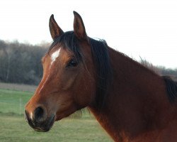 horse Daviynah ox (Arabian thoroughbred, 2018, from Davidoff ox)