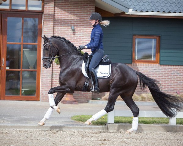 Deckhengst I'm Perfect STH (Koninklijk Warmbloed Paardenstamboek Nederland (KWPN), 2013, von Zack)