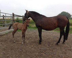 broodmare Habana (Pura Raza Espanola (PRE), 1997, from Granadino XI)