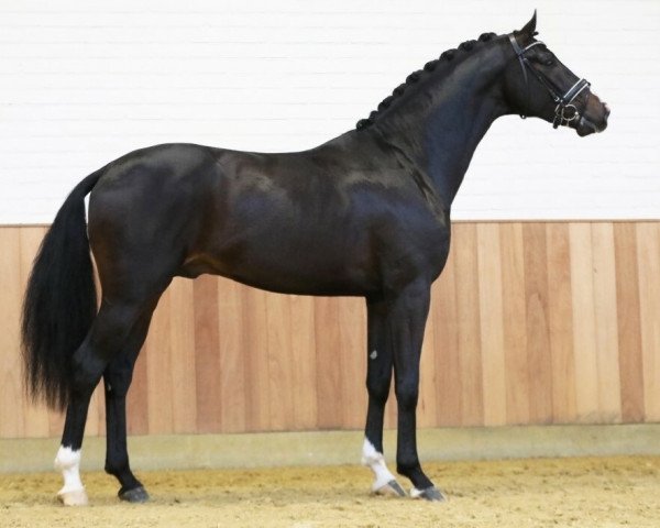 stallion First Date (Oldenburg, 2016, from Fürstenball)