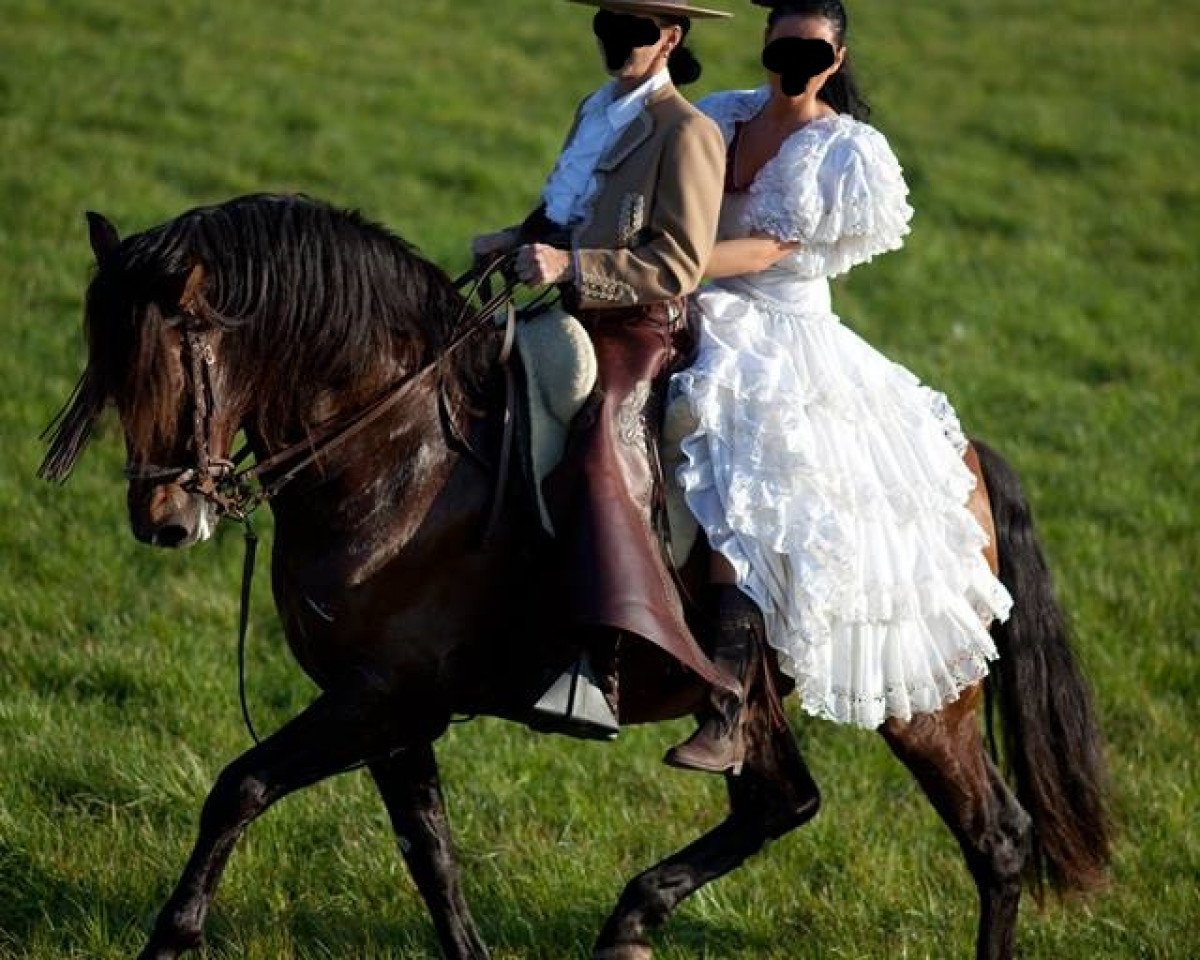 Deckhengst Zar (Pura Raza Espanola (PRE), 2003)