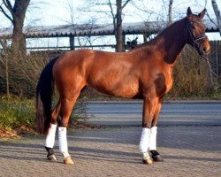 dressage horse Showtime (Hanoverian, 2015, from Scolari)