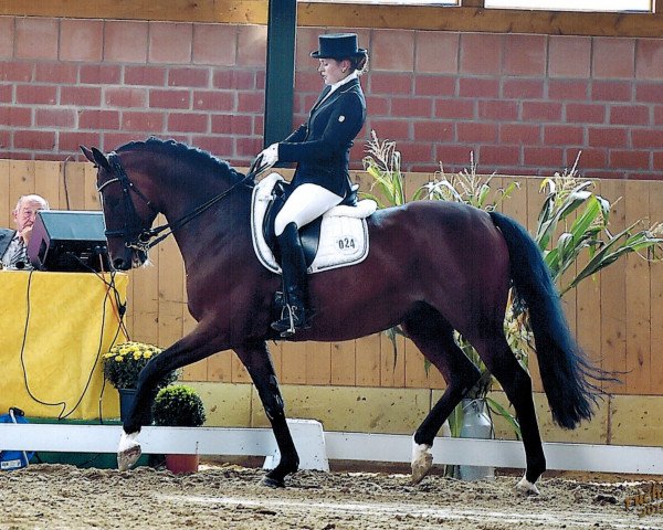 dressage horse Lestat 13 (Hanoverian, 2003, from Londonderry)