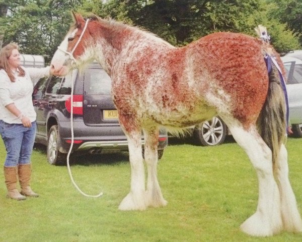 broodmare Roughlands Jubilee Princess (Clydesdale, 2013, from Dillars Scottie Boy)