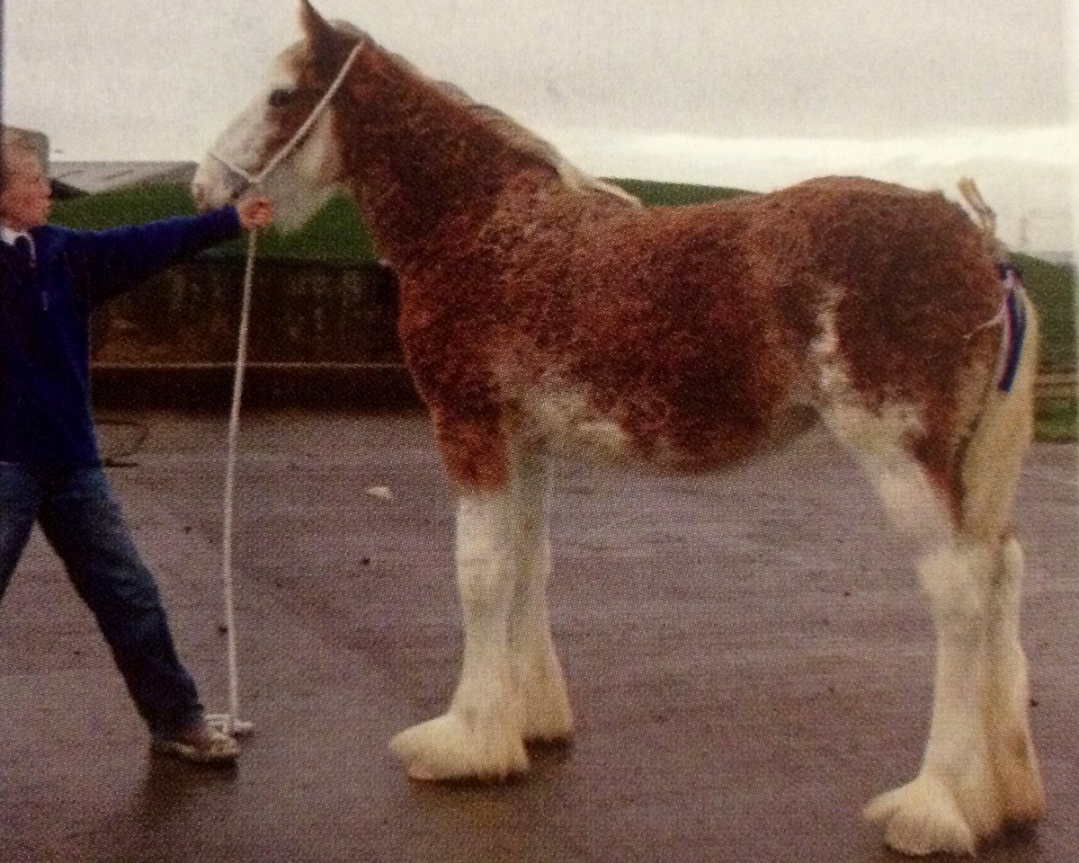 Zuchtstute Blueton Princess (Clydesdale,  , von Greendykes Northern Star)