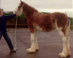 broodmare Blueton Princess (Clydesdale,  , from Greendykes Northern Star)