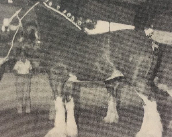 broodmare Glenhall Letitia (Clydesdale, 1984, from Doura Masterstroke)