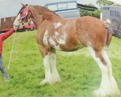 Zuchtstute Forneth Lucky Daisy (Clydesdale, 2010, von Collessie Whinhill President)