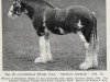 Deckhengst Muirton Supreme (Clydesdale, 1954, von Muirton Sensation 24672)