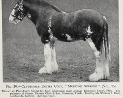 stallion Muirton Supreme (Clydesdale, 1954, from Muirton Sensation 24672)