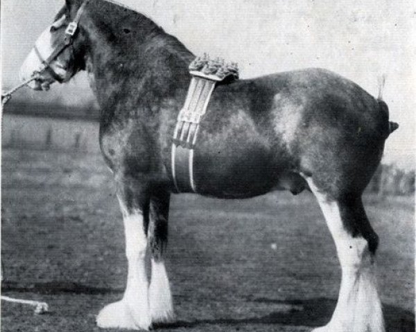 stallion Muirton Monarch (Clydesdale, 1940, from Hyperion 22483)