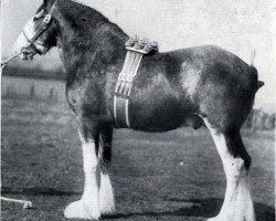 Deckhengst Muirton Monarch (Clydesdale, 1940, von Hyperion 22483)