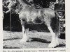 stallion Muirton Security (Clydesdale, 1959, from Muirton Sensation 24672)