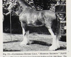 stallion Muirton Security (Clydesdale, 1959, from Muirton Sensation 24672)