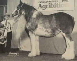 broodmare Nelly Cindy Benedictine (Clydesdale, 1979, from Benedictine 30756)