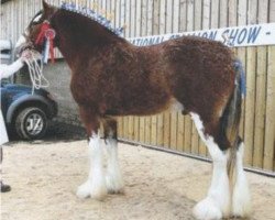 Deckhengst Muirton Sabre (Clydesdale,  , von Bratlach Dillon)