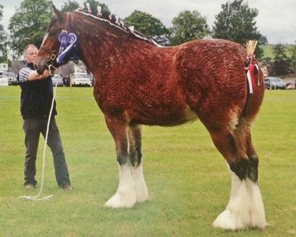 Deckhengst West Forth Solo (Clydesdale, 2012, von Muirton Sabre)