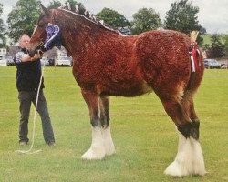 stallion West Forth Solo (Clydesdale, 2012, from Muirton Sabre)