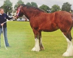 Zuchtstute West Glen New Dawn (Clydesdale, 2009, von Collessie Cut Above)