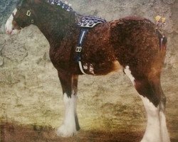 stallion Jackton's Discovery (Clydesdale,  , from S B H Phoenix)