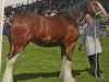 Zuchtstute Jackton's Mary Rose (Clydesdale,  , von Jackton's Discovery)