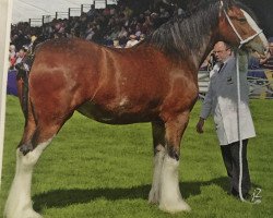 Zuchtstute Jackton's Mary Rose (Clydesdale,  , von Jackton's Discovery)