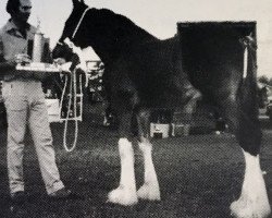 stallion Nova Thunder Royale (Clydesdale, 1985, from Royal Excelsior Pioneer Major)