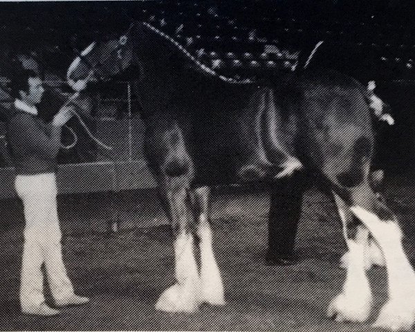 Zuchtstute Benedictine's Royal Mindy (Clydesdale, 1982, von Doura Royal Scot)