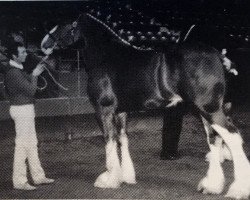 Zuchtstute Benedictine's Royal Mindy (Clydesdale, 1982, von Doura Royal Scot)