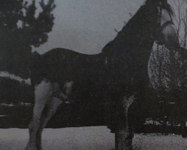 Deckhengst Durham Max (Clydesdale, 1977, von Chieftain Sensation)